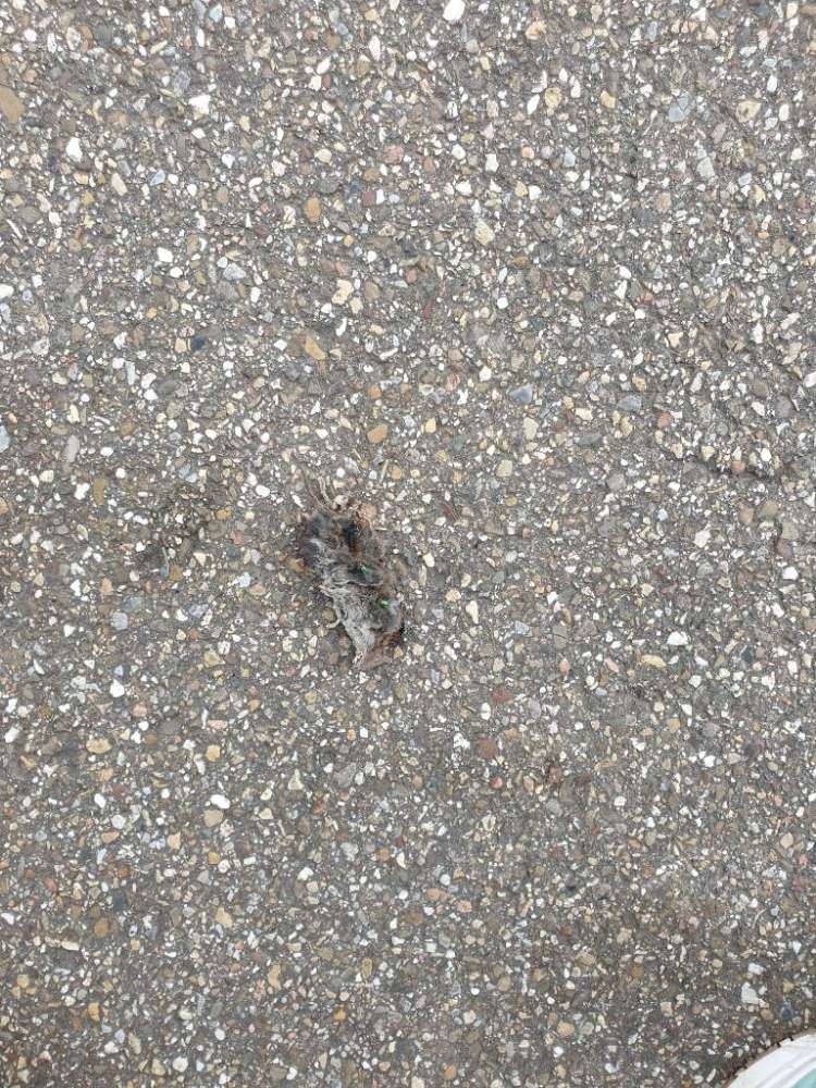 Giftköder-Tote Maus-Profilbild