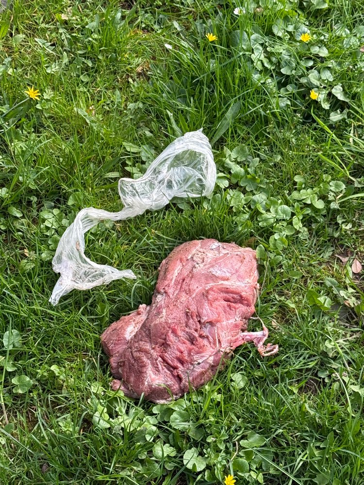 Giftköder-Möglicher Giftköder!-Profilbild