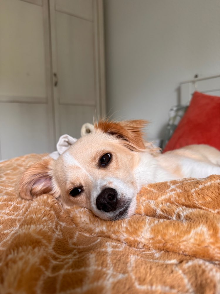 Hundetreffen-Spielfreunde gesucht 🥰🐾-Profilbild