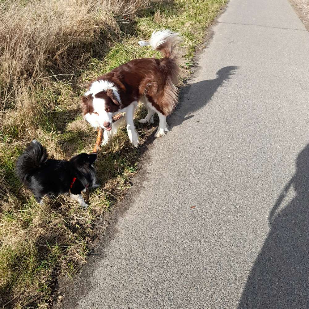 Hundetreffen-Training und Spaziergänge-Profilbild