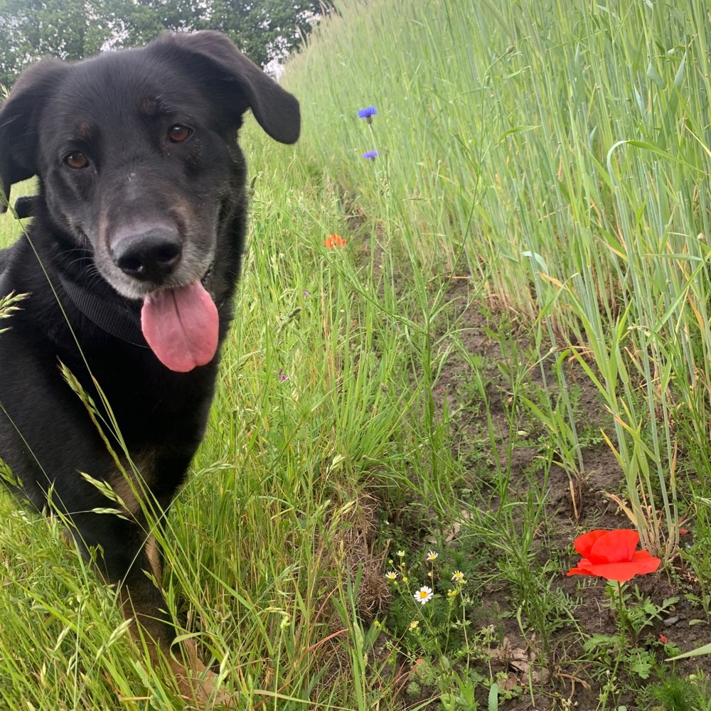 Hundetreffen-Spaziergang + hundefreunde-Profilbild