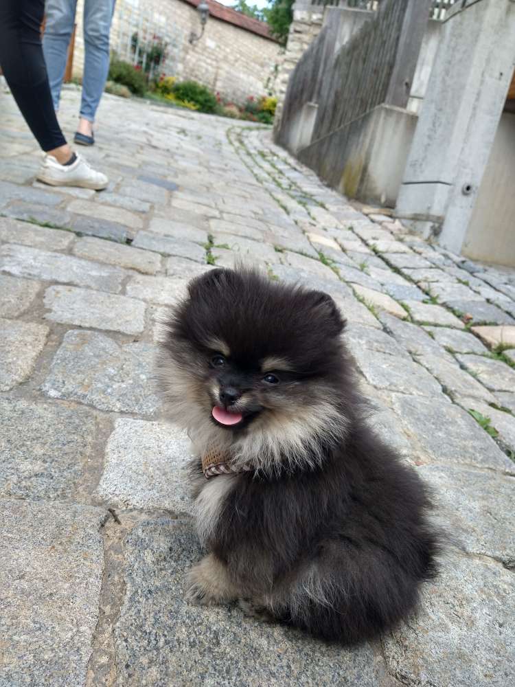 Hundetreffen-Welpentreffen-Profilbild