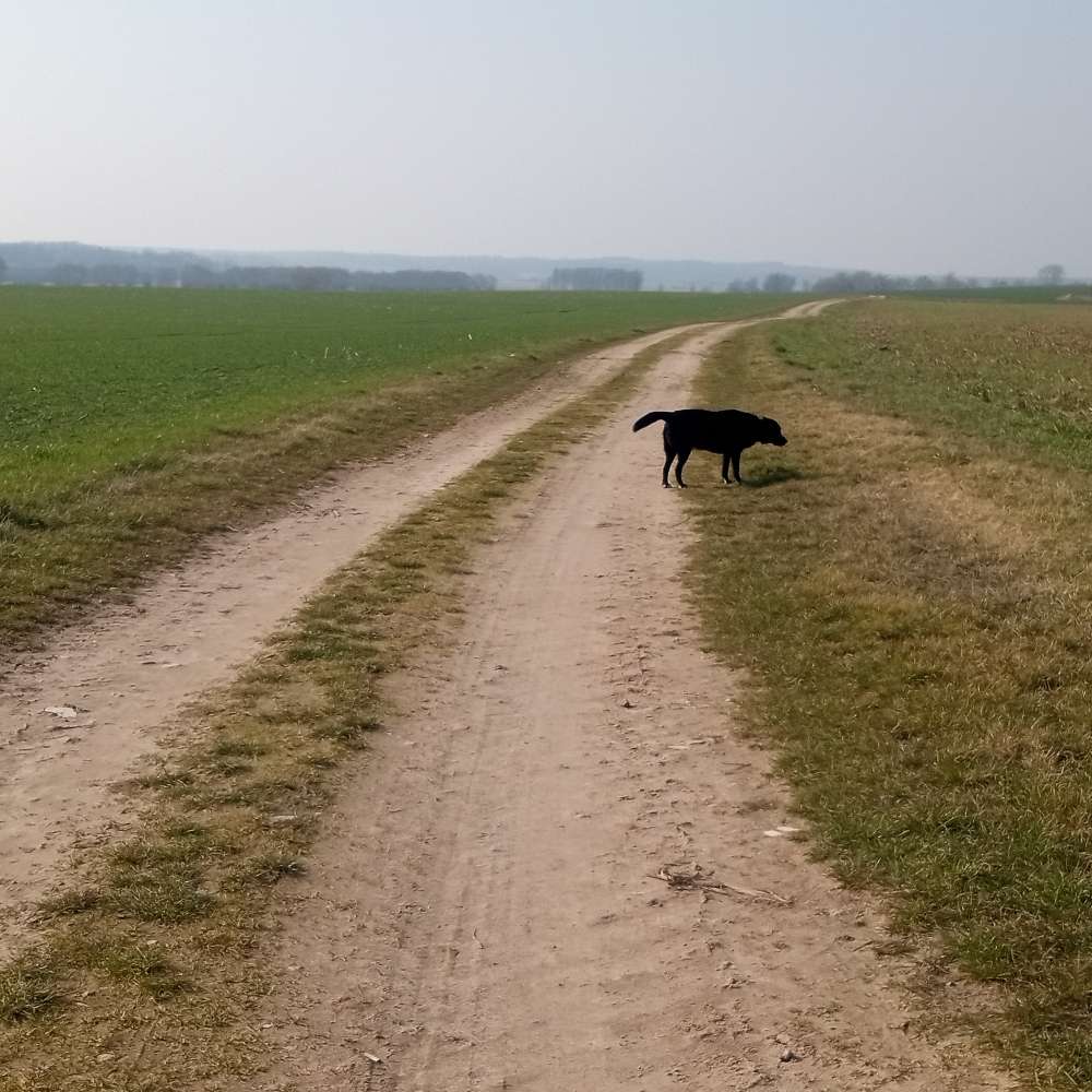 Hundetreffen-Gassirunde Demmin und Umgebung-Profilbild