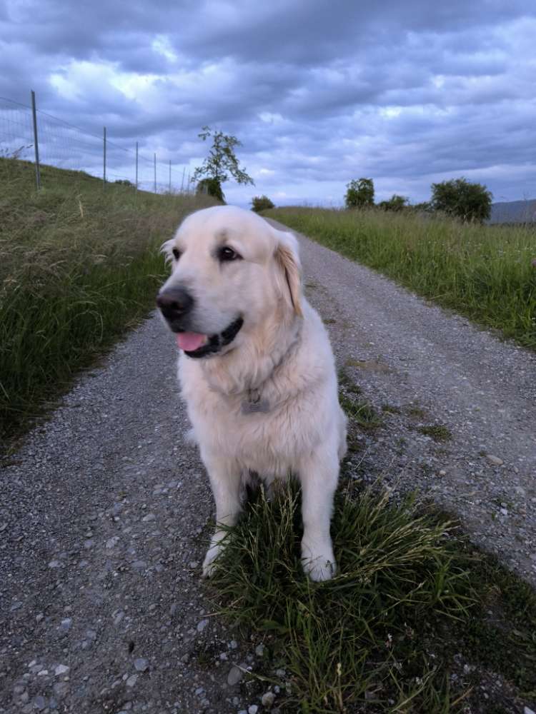 Hundetreffen-Spazieren oder Spielplausch-Profilbild