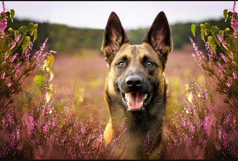 Hundetreffen-Nette Hundekumpel(inen) gesucht-Profilbild