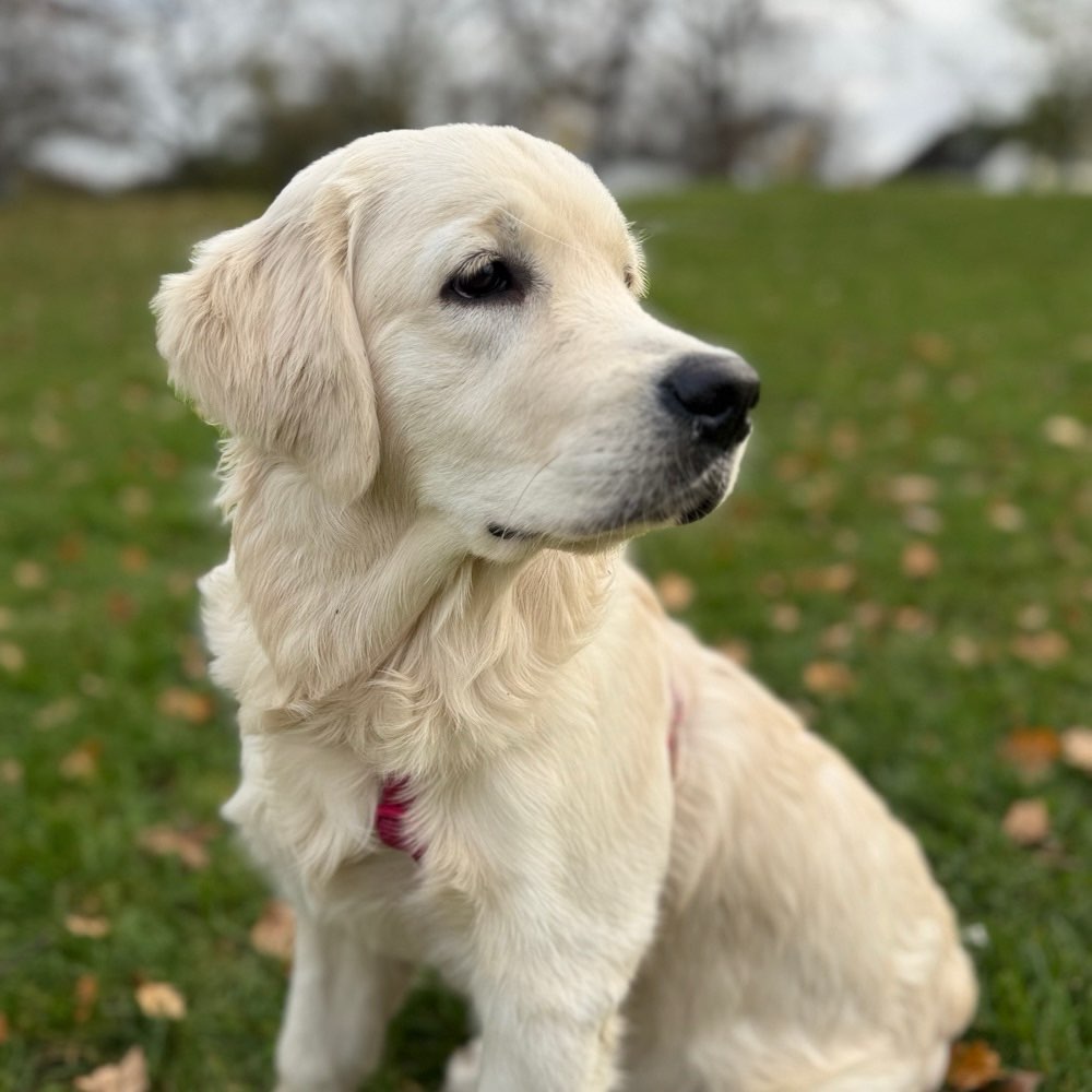 Hundetreffen-Riley sucht Spielgefährten-Profilbild