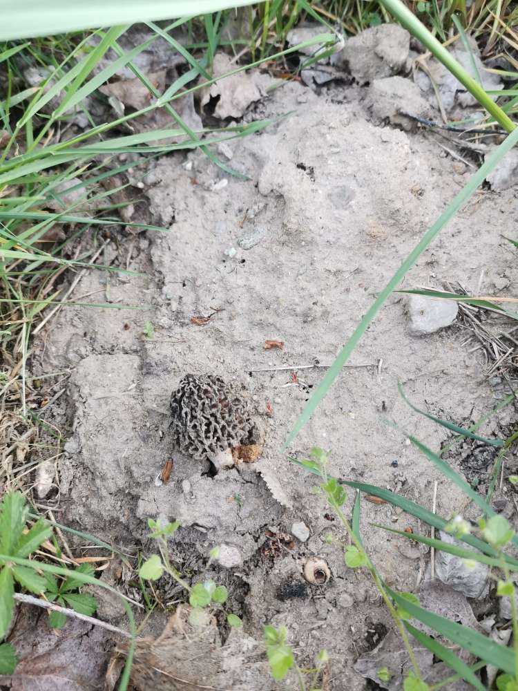 Giftköder-Pilz mit Reißzwecke und Nagel-Profilbild
