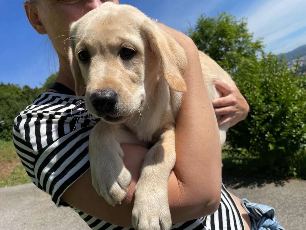 Hundetreffen-Welpentreff-Profilbild