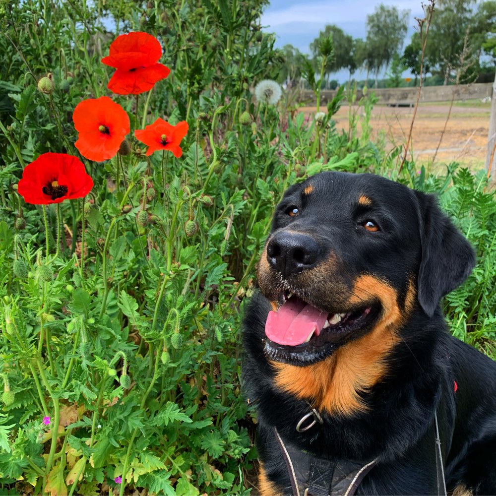 Hundetreffen-Buddy sucht Spielpartner oder Begleitung für die Gassirunde-Profilbild