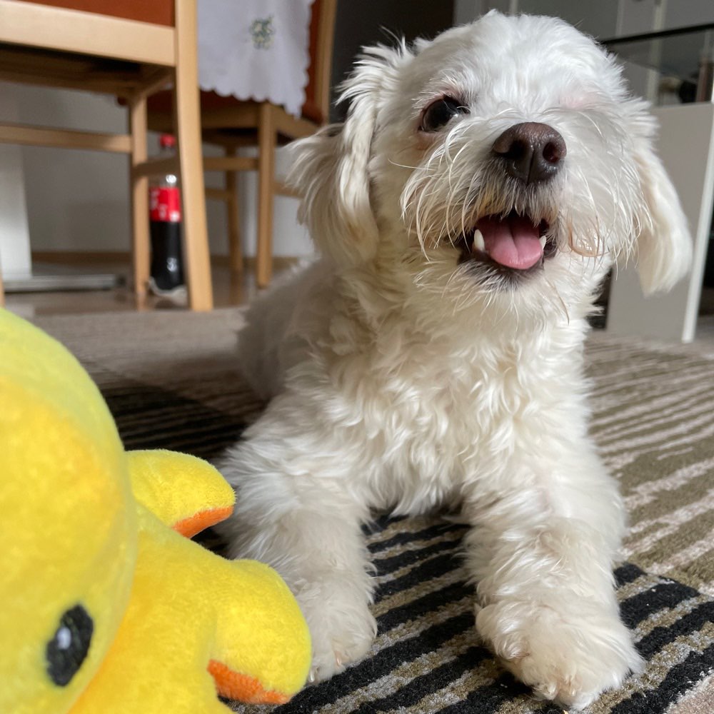 Hundetreffen-Gassirunde / neue Bekanntschaften-Profilbild