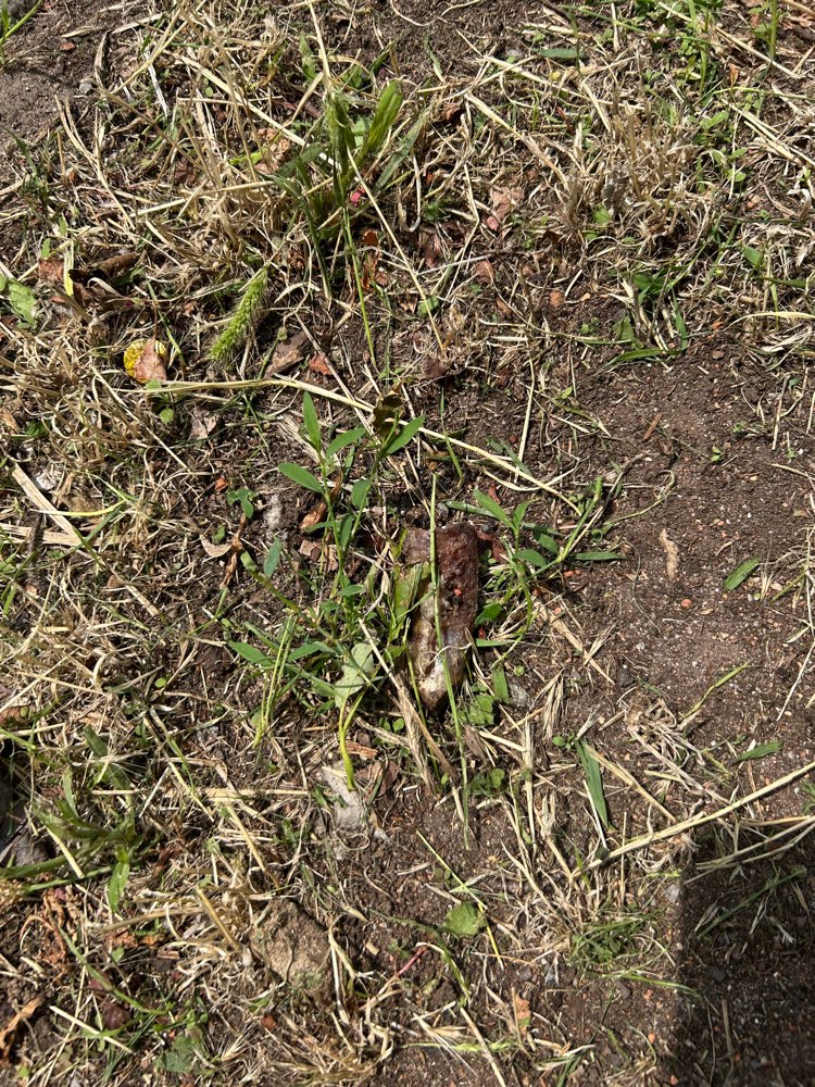 Giftköder-Knochen mit komischer Flüssigkeit-Profilbild