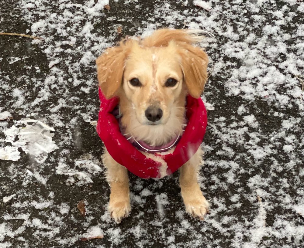 Hundetreffen-Schneespatziergang-Profilbild