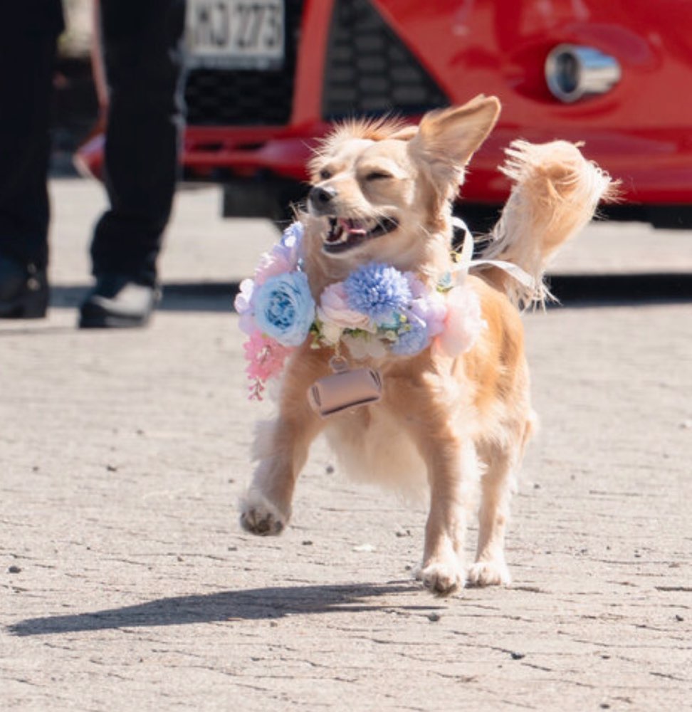 Hundetreffen-Spazieren & spielen-Profilbild