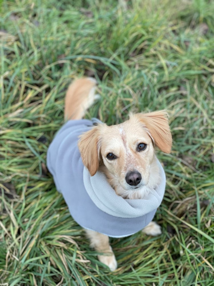 Hundetreffen-Hund Mensch Besties🥰-Profilbild