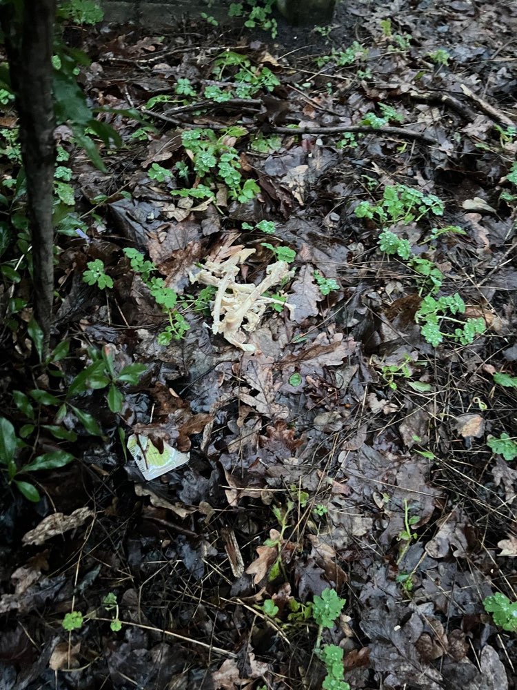 Giftköder-Hühnerknochen verstreut-Profilbild