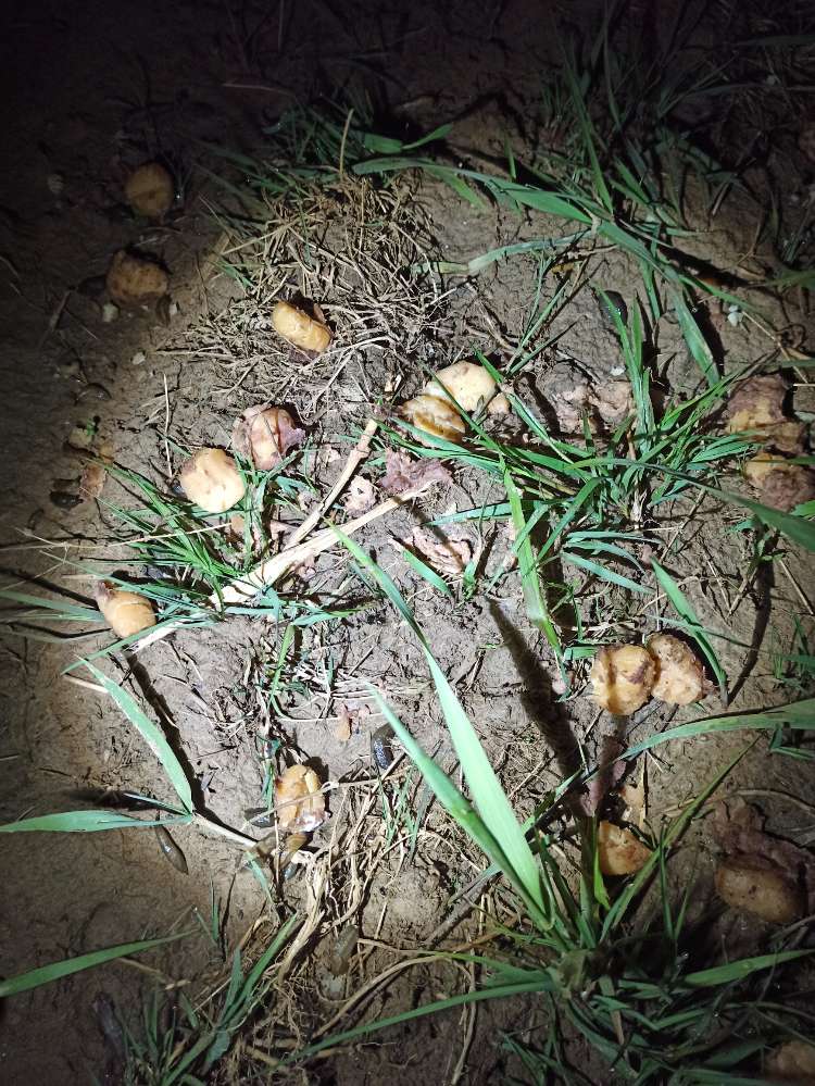 Giftköder-Komische Substanz-Profilbild