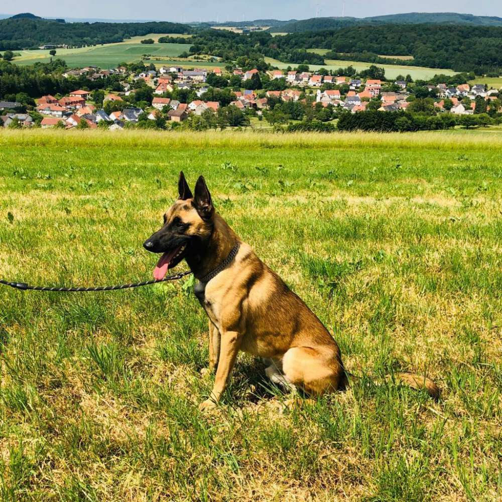 Hundetreffen-Spielrunde-Profilbild