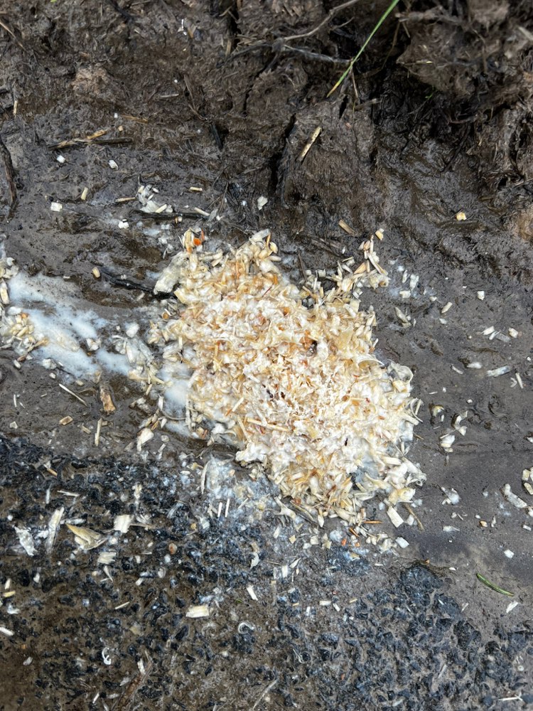 Giftköder-Evtl. Mehrere Giftköder in Erbenheim-Profilbild