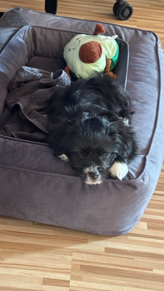 Hundetreffen-Welpentreff in Simmerath-Profilbild