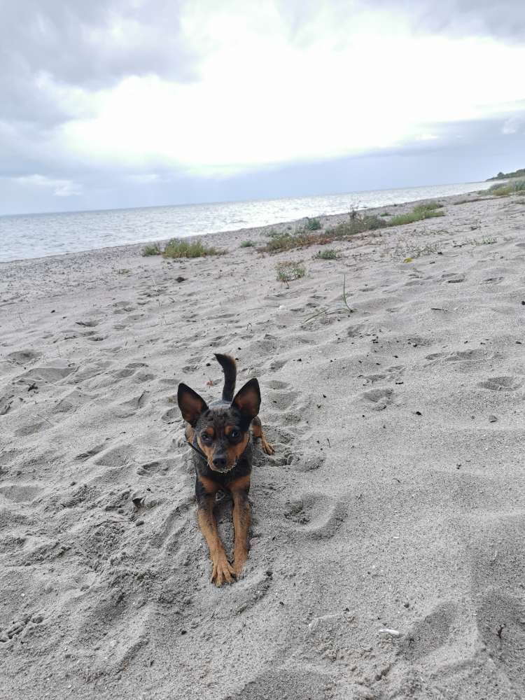 Hundetreffen-Gemeinsame Gassirunde-Profilbild