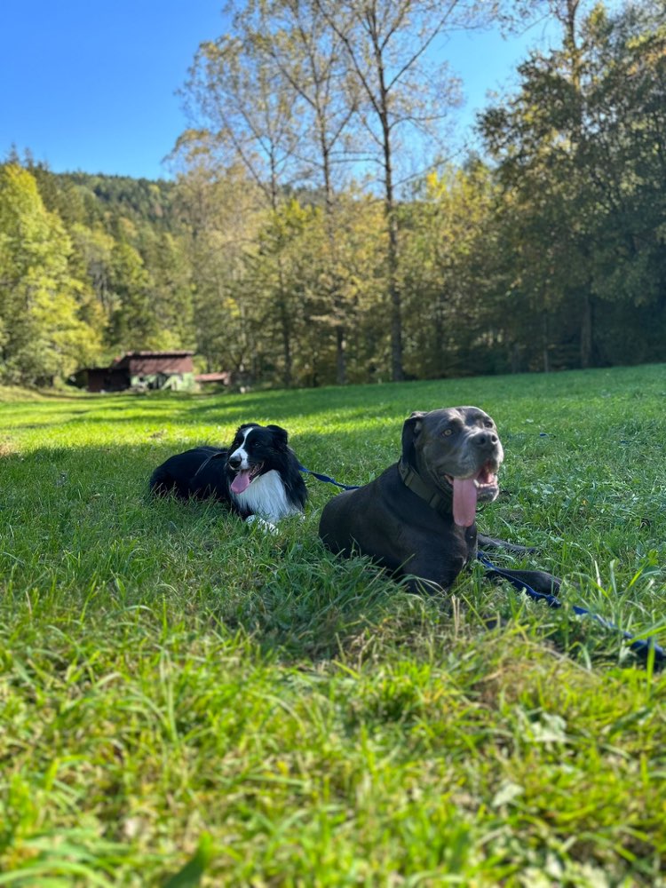 Hundetreffen-Hundetreffen zum Spielen und Trainieren-Profilbild
