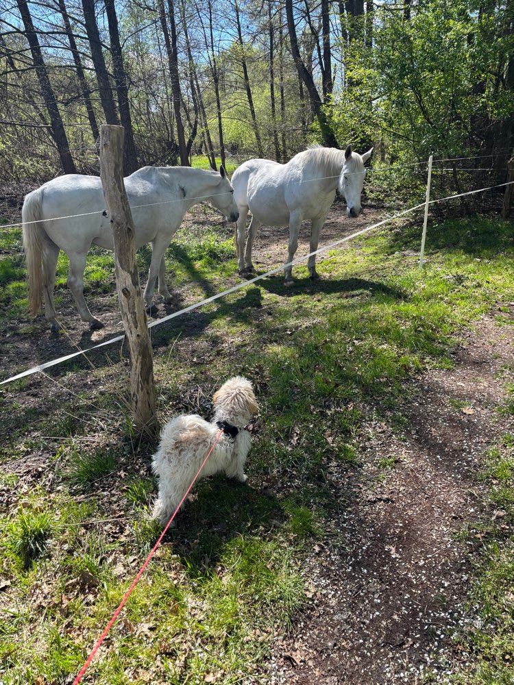 Hundetreffen-Pudeltreffen in der Umgebung-Profilbild