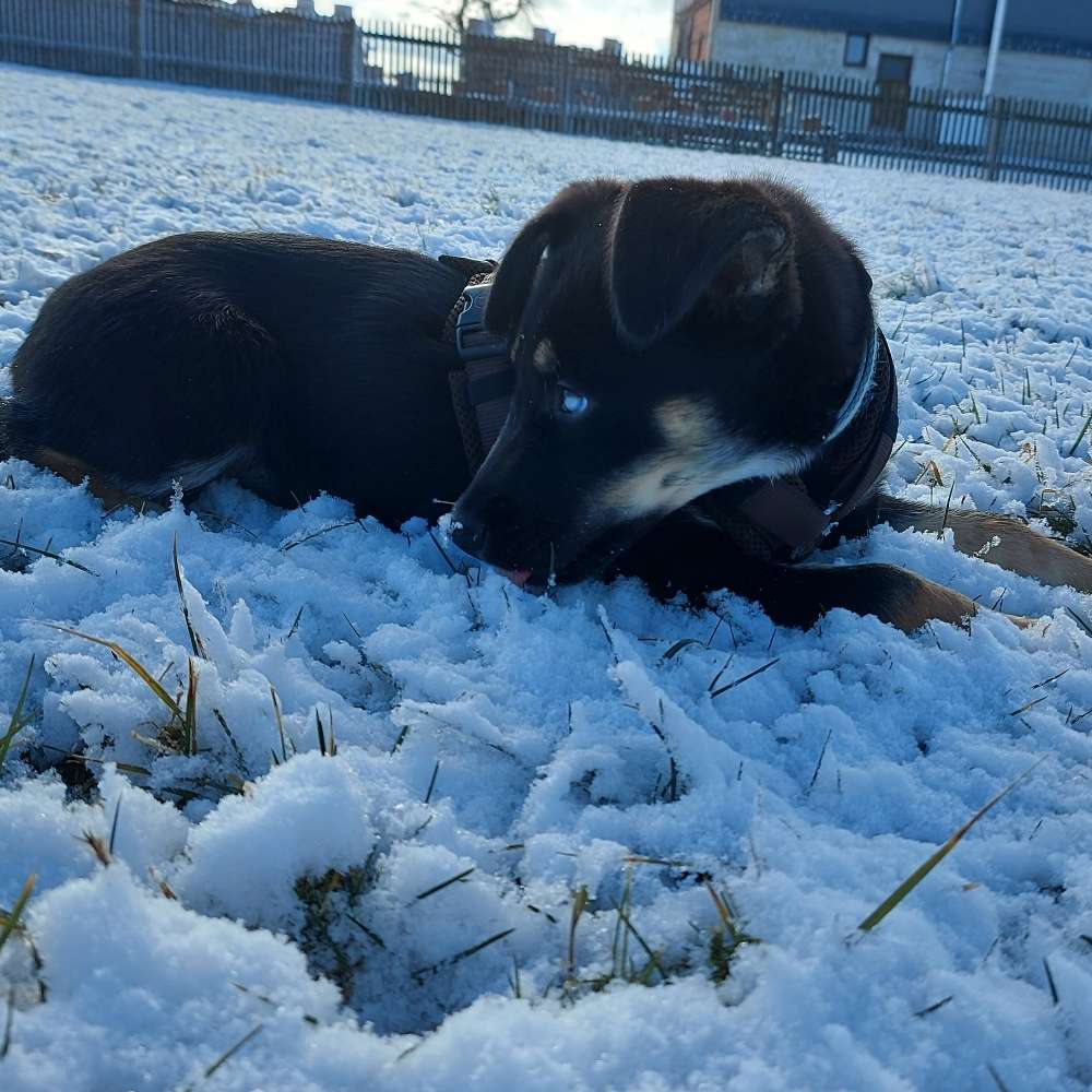 Hundetreffen-Welpen treffen-Profilbild