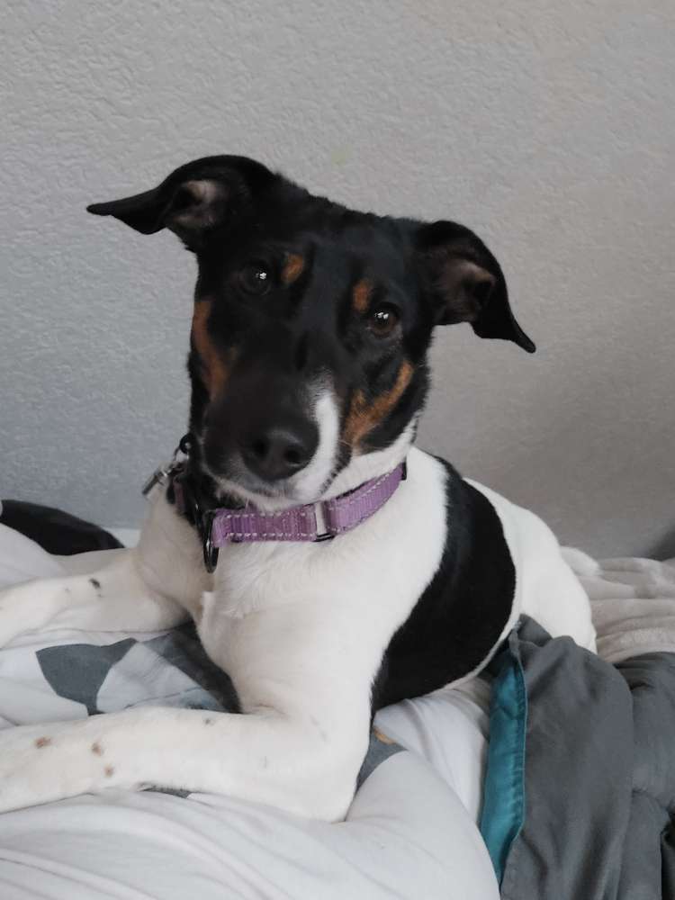 Hundetreffen-Jacky's unter sich-Profilbild