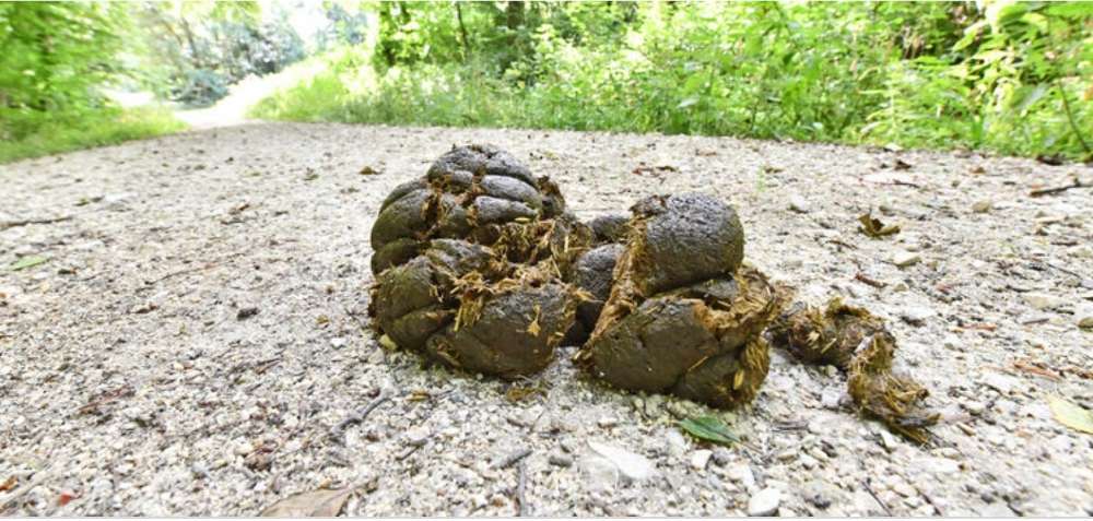 Giftköder-Pferdeäpfel mit Entwurmungsmittel-Profilbild