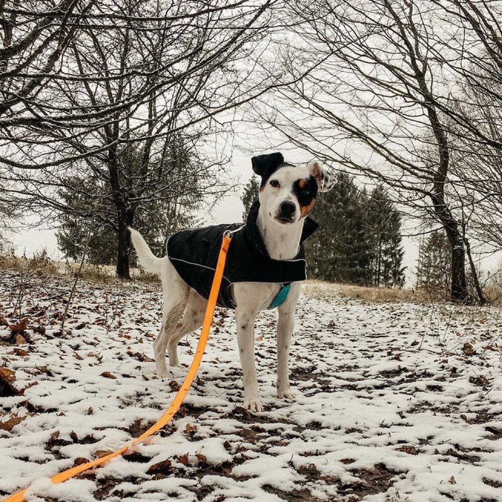 Hundetreffen-Spazieren gehen am Decksteiner Weiher-Profilbild