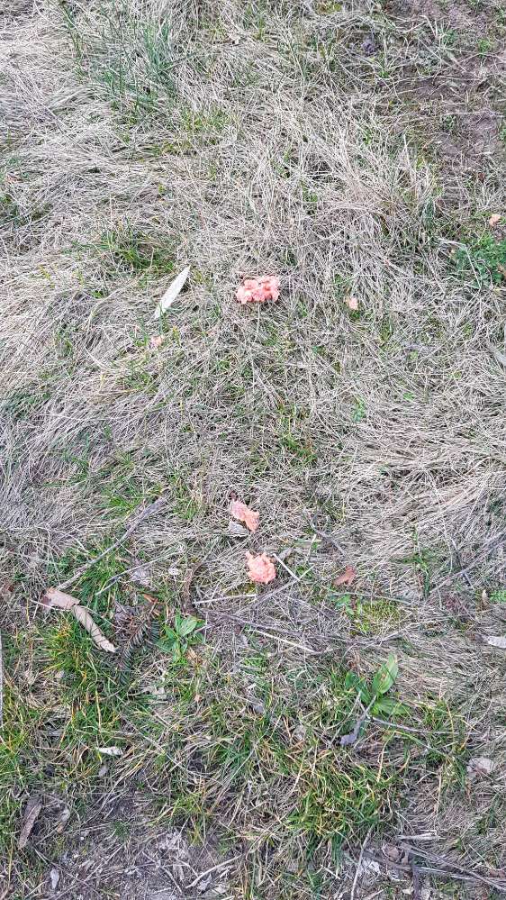 Giftköder-Hellrosa Erbrochenes-Profilbild