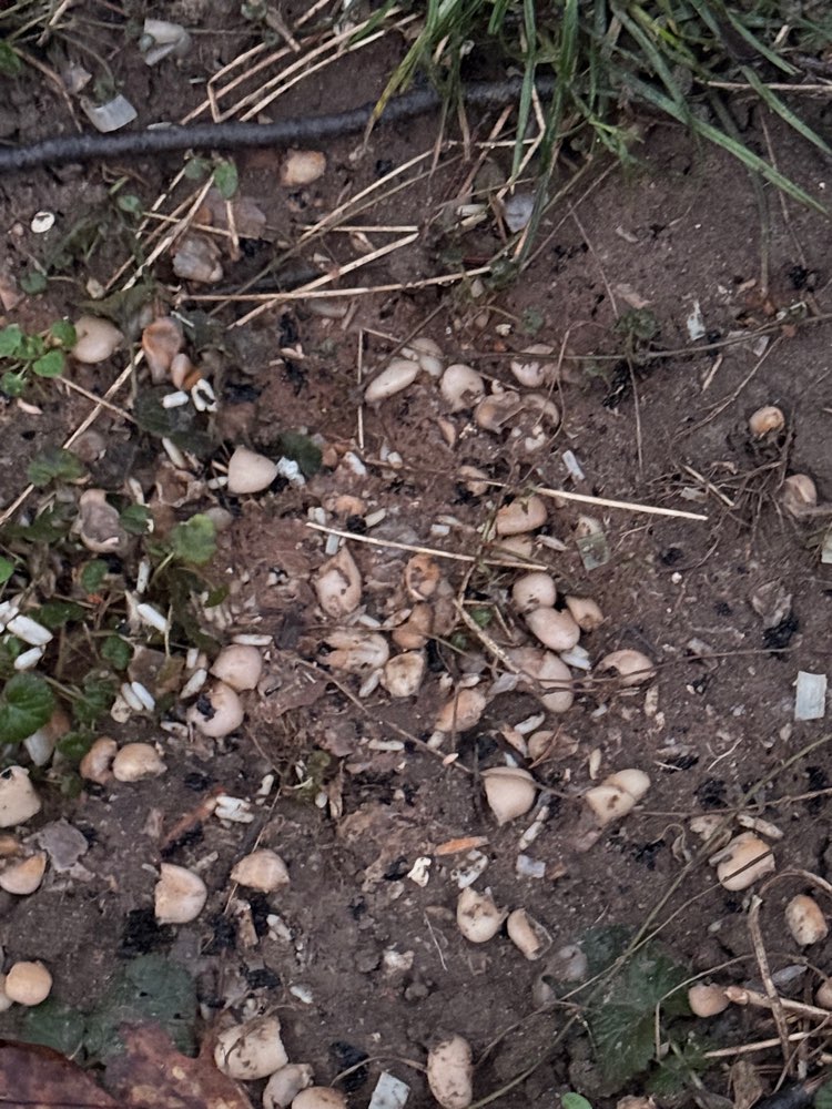 Giftköder-Giftköder-Profilbild