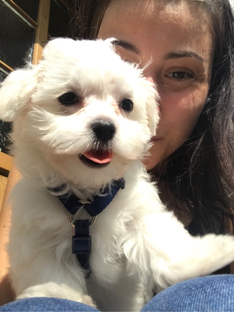 Hundetreffen-Welpen/Junghundtreffen-Profilbild