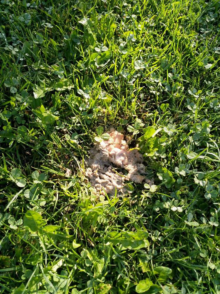 Giftköder-Merkwürdiges Essen auf der Wiese-Profilbild