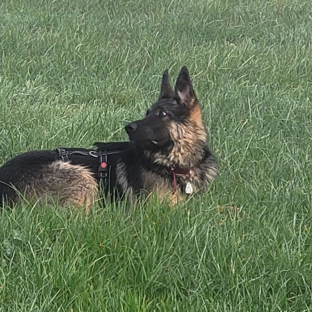 Hundetreffen-Junghund 1 Jahr,  sucht Spielgefährten-Profilbild