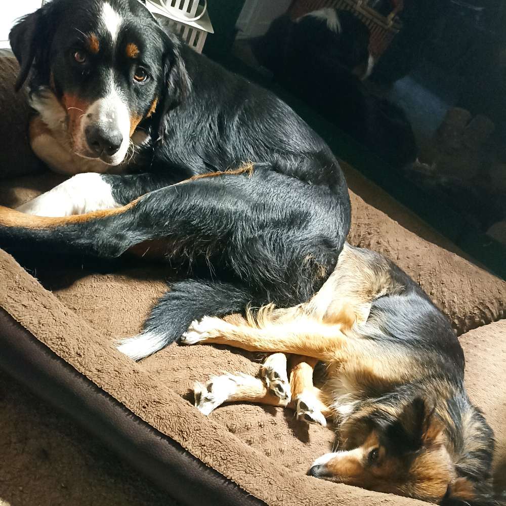 Hundetreffen-Spiel und Spaß Gassirunde in Kamenz-Profilbild