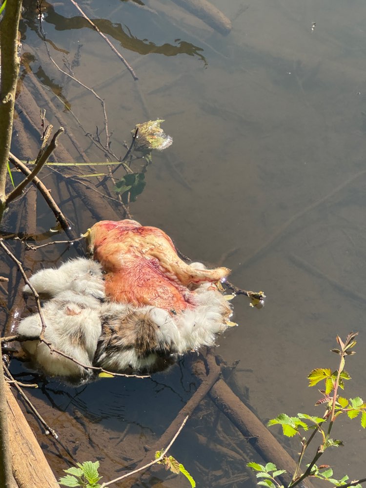 Giftköder-Tote Katze in Bach gefunden-Profilbild