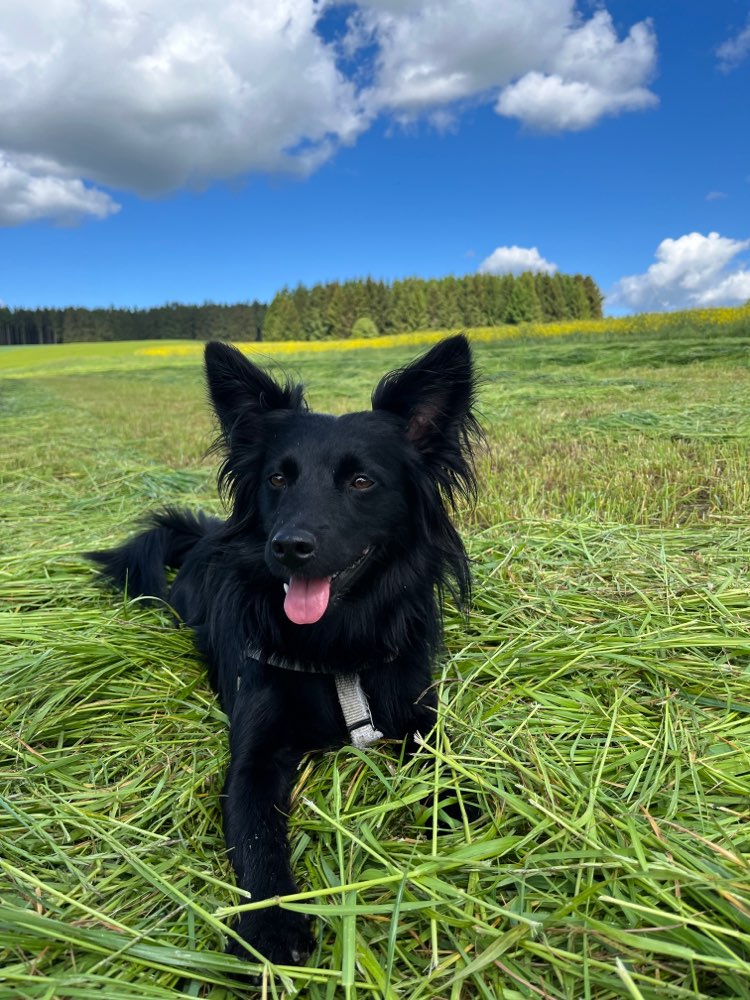 Hundetreffen-Hundetreffen Spiel & Training-Profilbild