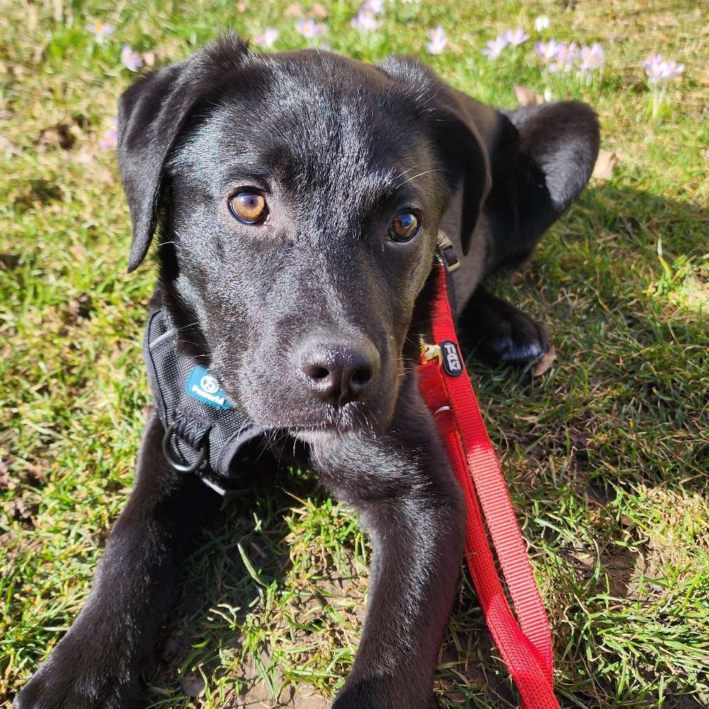 Hundetreffen-Hundefreunde gesucht-Profilbild