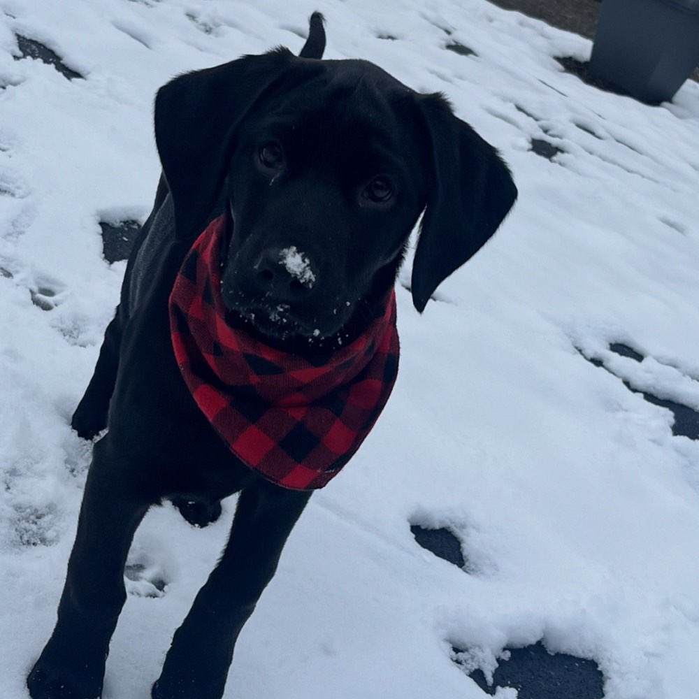 Hundetreffen-Welpentreffen-Profilbild