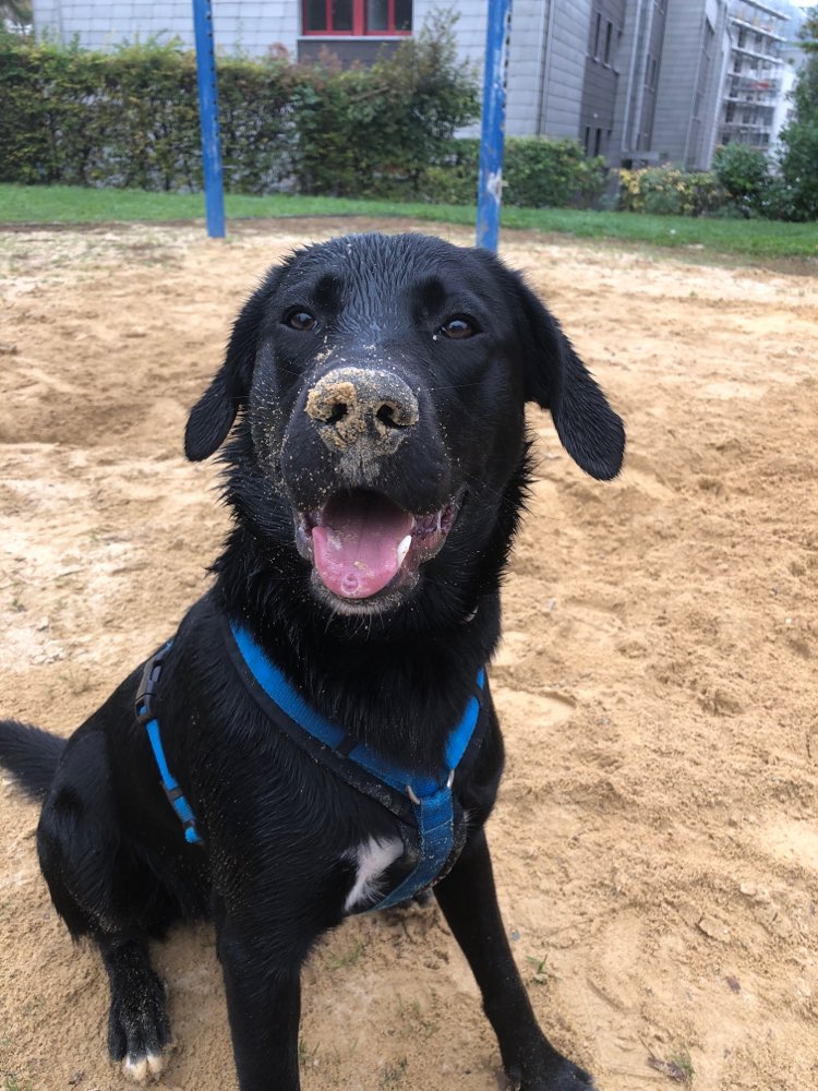 Hundetreffen-Hunde spiel treffen-Profilbild