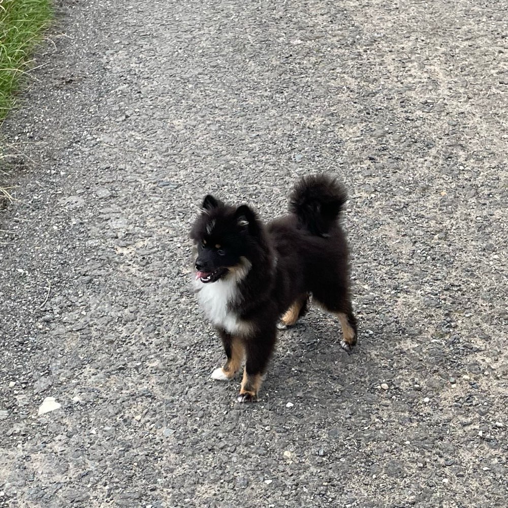 Hundetreffen-Gassi gehen & spielen-Profilbild