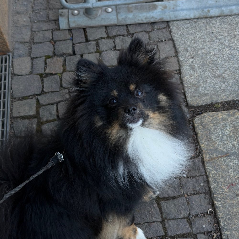 Hundetreffen-Gassi gehen & spielen-Profilbild