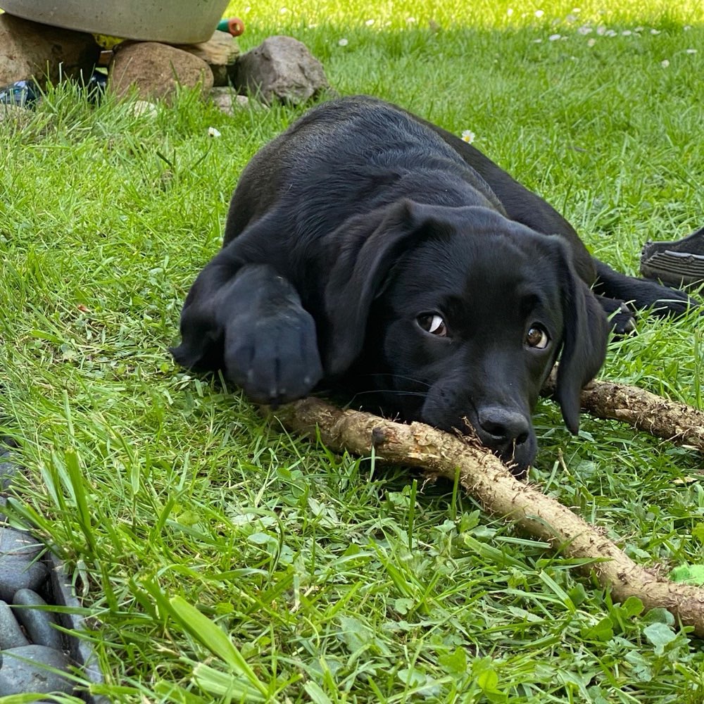 Hundetreffen-Chilli sucht einen Spielkameraden bei ihren Spaziergängen-Profilbild
