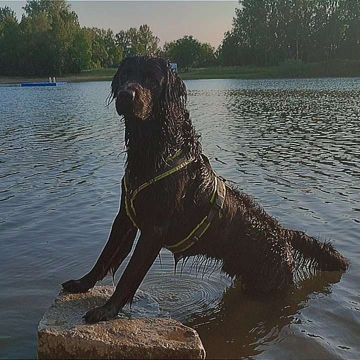 Hundetreffen-Gemeinsam Gassi gehen und Spielen🐕🐕-Profilbild