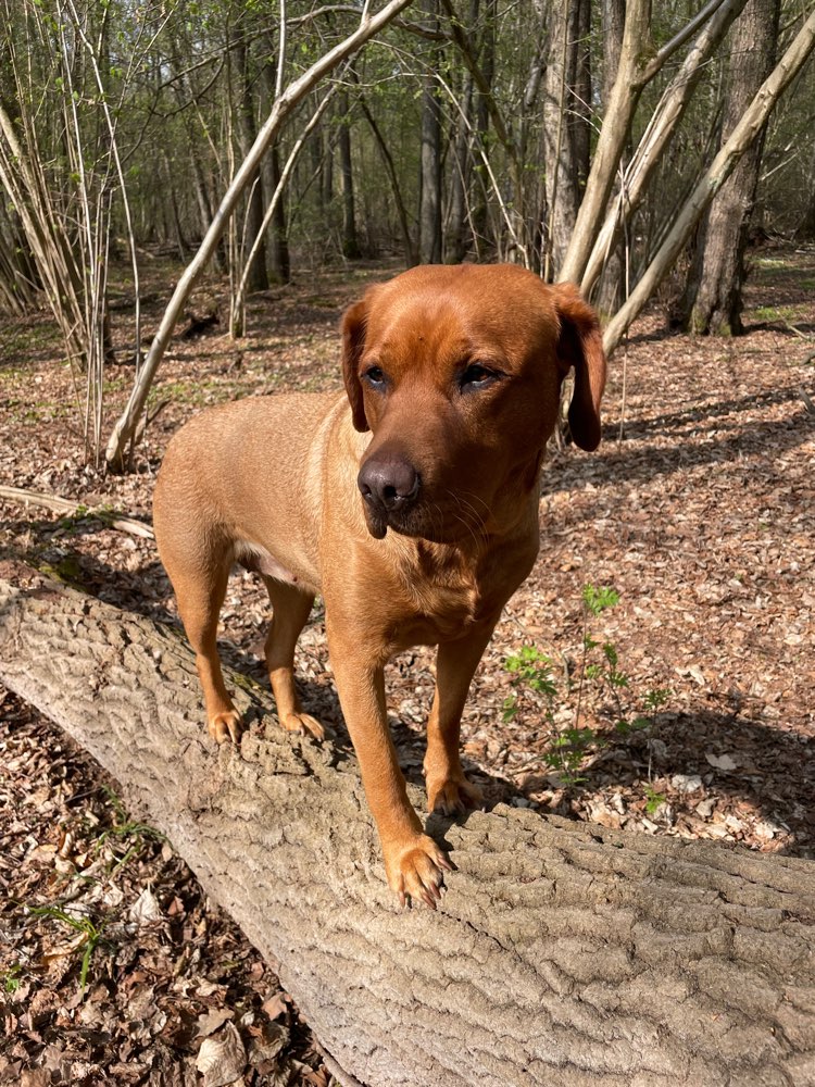 Hundetreffen-Freundliche und entspannte Labradorhündin-Profilbild