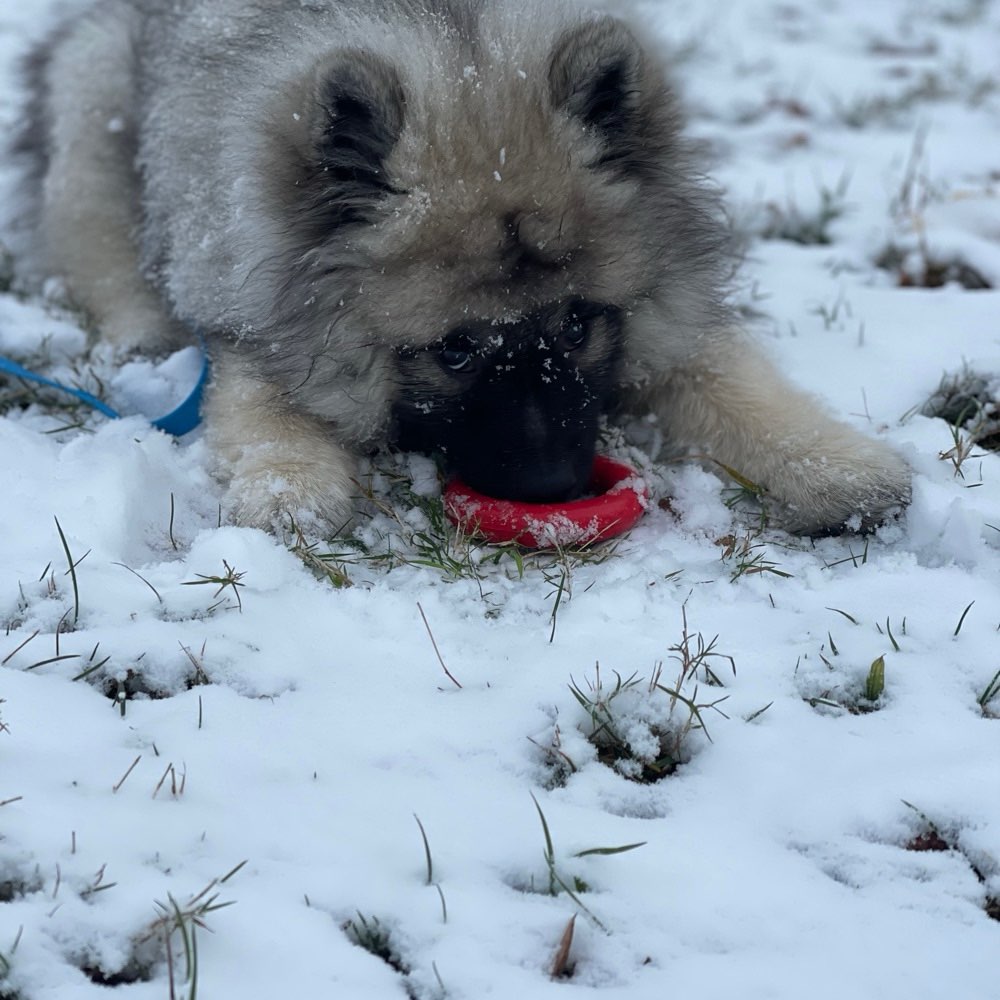 Hundetreffen-Spielrunde Grünau-Profilbild