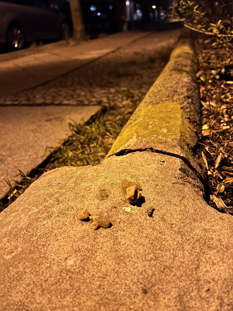 Giftköder-Nassfutter in Johannisthal ausgelegt!-Profilbild