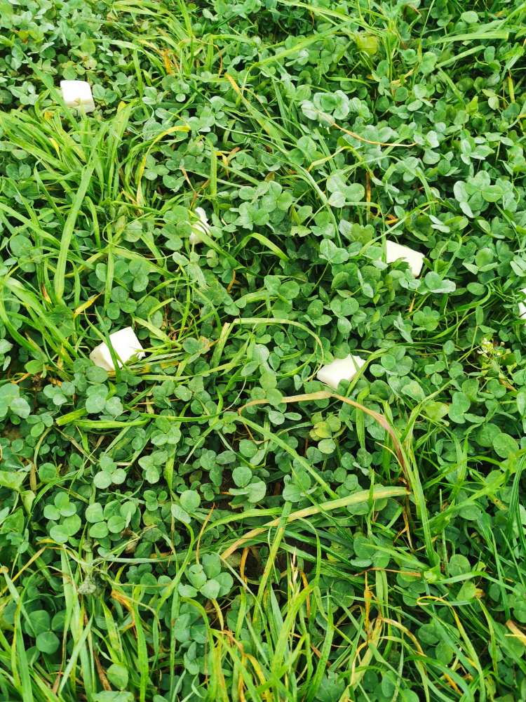 Giftköder-Giftköder am Eisweiher-Profilbild