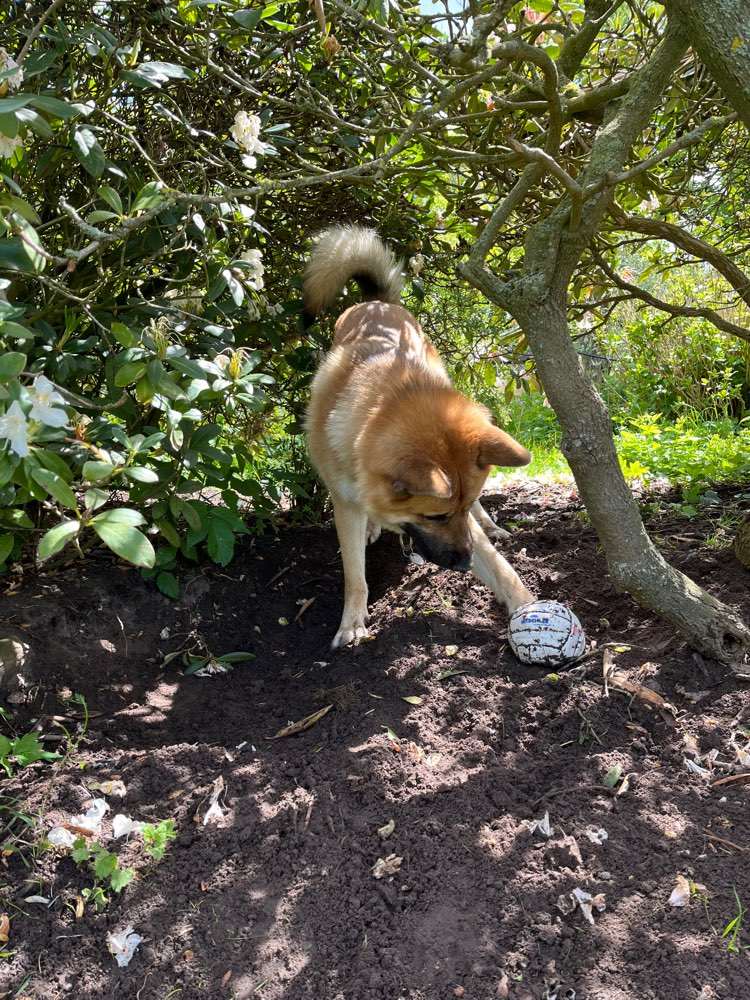 Hundetreffen-Werdersee / Stadtwerder Hunderunde-Profilbild